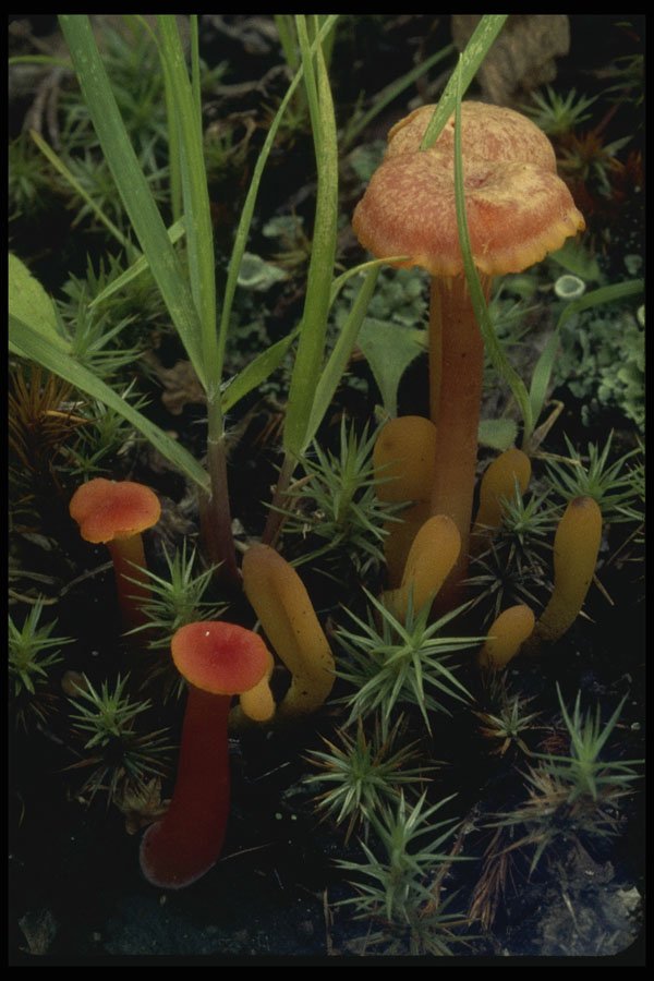208029 Hygrophorus And Clavaria Species A4 Photo Print