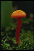 208030 Hygrophorus Miniatus A4 Photo Print