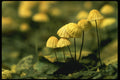 208031 Marasmius Scorodonius A4 Photo Print
