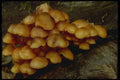 208032 Mycena Leiana A4 Photo Print