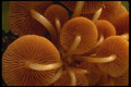 208033 Mycena Leiana, Underside Gill Structure A4 Photo Print