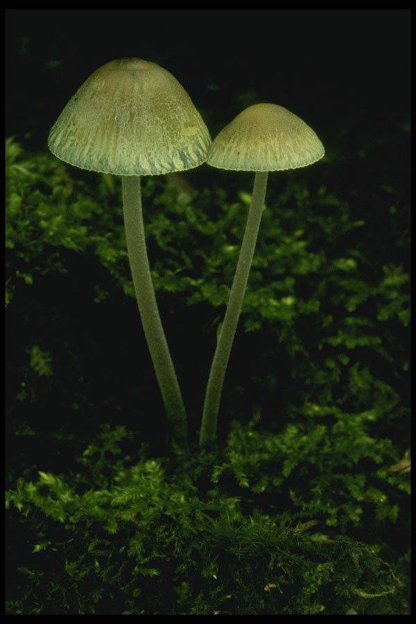 208034 Mycena Subcaerulea A4 Photo Print