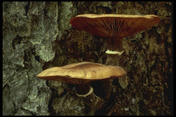 208035 Armillaria Mellea A4 Photo Print