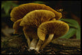 208036 Omphalotus Olearius A4 Photo Print