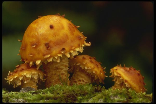 208037 Pholiota Squarrosa A4 Photo Print
