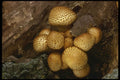 208038 Pholiota Squarrosoides A4 Photo Print