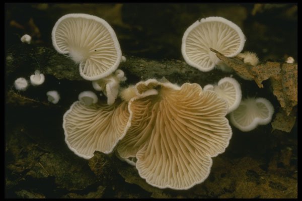 208039 Crepidotus Species A4 Photo Print