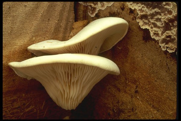 208040 Pleurotus Ostreatus A4 Photo Print