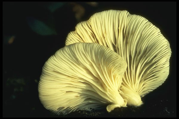208041 Pleurotus Ostreatus, Underside A4 Photo Print
