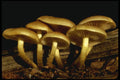 208042 Flammula Alnicola A4 Photo Print
