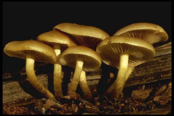 208042 Flammula Alnicola A4 Photo Print