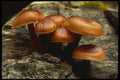 208043 Flammula Veluptipes A4 Photo Print