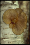 208044 Gill Structure Of Mushroom A4 Photo Print