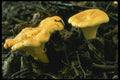 208045 Chanterelle A4 Photo Print