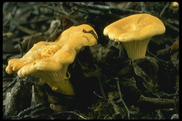 208045 Chanterelle A4 Photo Print