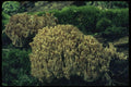 208046 Clavaria Species A4 Photo Print