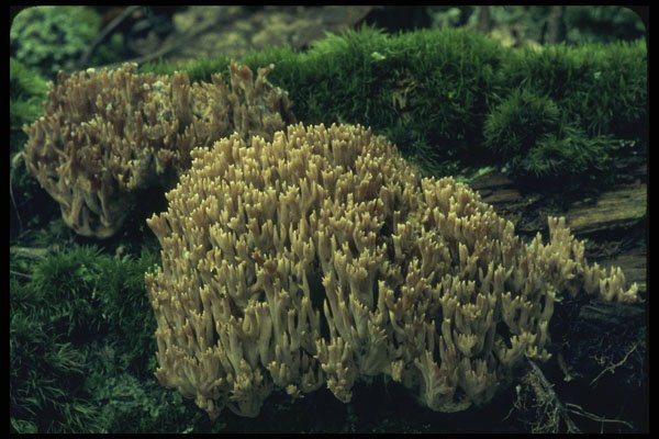 208046 Clavaria Species A4 Photo Print