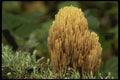 208047 Ramaria Stricta A4 Photo Print