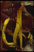 208048 Clavaria Fusiformis A4 Photo Print