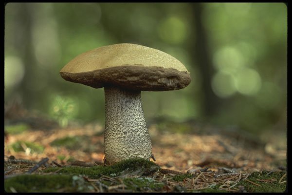 208049 Leccinum Scabrum A4 Photo Print