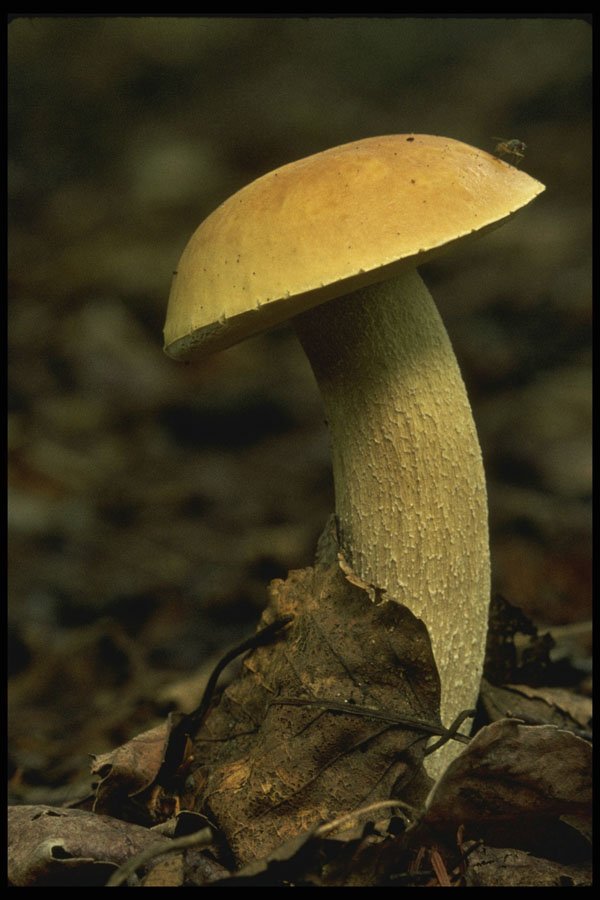 208050 Boletus Edulis A4 Photo Print