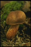 208051 Boletus Spadiceus A4 Photo Print