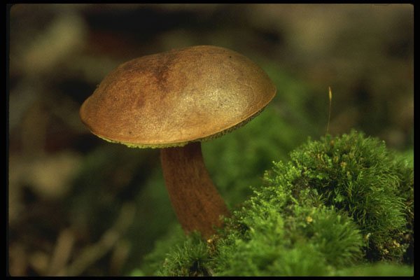 208052 Boletus Badius A4 Photo Print