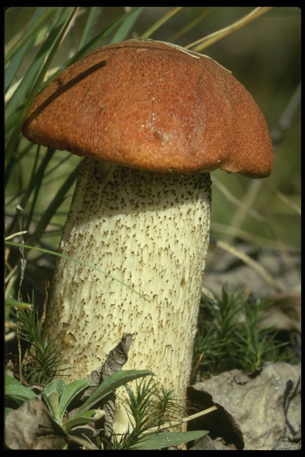 208053 Boletus Auriantiacus A4 Photo Print