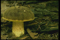 208054 Boletus Separans A4 Photo Print