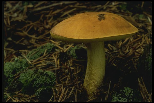 208055 Boletus Subglabripes A4 Photo Print