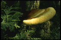 208056 Ganoderma Tsugae A4 Photo Print
