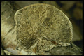 208057 Underside Of Polypore On Birch A4 Photo Print
