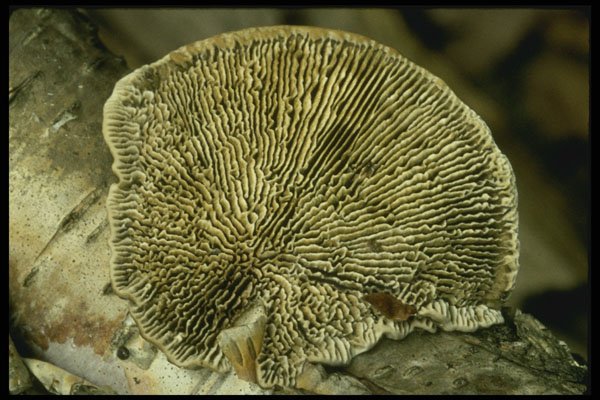 208057 Underside Of Polypore On Birch A4 Photo Print