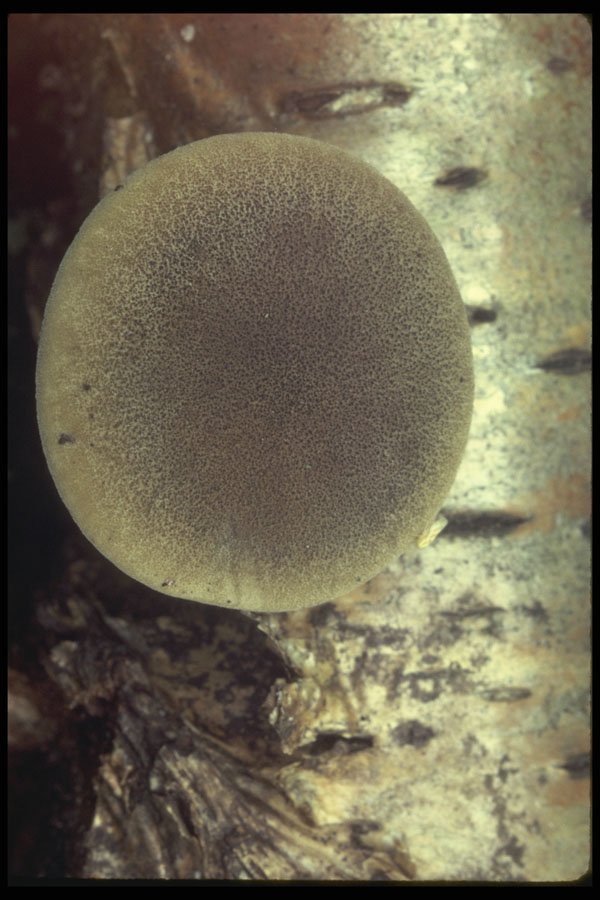 208058 Polyporus Brumalis A4 Photo Print
