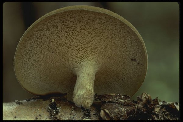 208059 Polyporus Brumalis, Underside Pore Structure A4 Photo Print