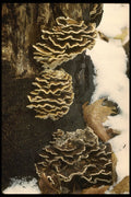208060 Trametes Versicolor In Winter A4 Photo Print