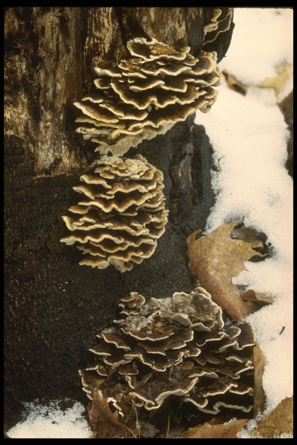208060 Trametes Versicolor In Winter A4 Photo Print