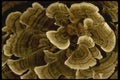 208061 Trametes Versicolor A4 Photo Print