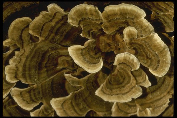 208061 Trametes Versicolor A4 Photo Print