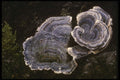 208062 Trametes Versicolor In Spring A4 Photo Print