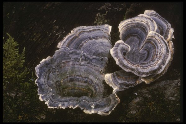 208062 Trametes Versicolor In Spring A4 Photo Print