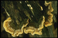 208063 Polyporus Resinosus A4 Photo Print