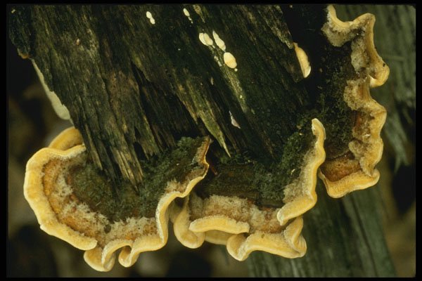 208063 Polyporus Resinosus A4 Photo Print
