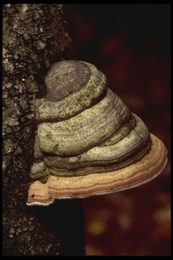 208064 Fomes Fomentarius A4 Photo Print