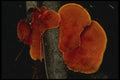 208065 Cinnabar Red Polypore Underside A4 Photo Print