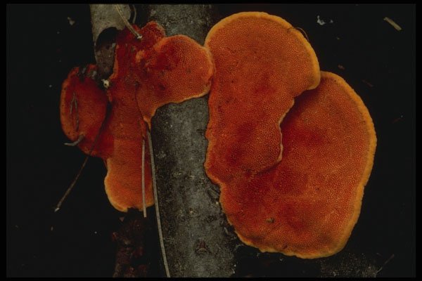 208065 Cinnabar Red Polypore Underside A4 Photo Print