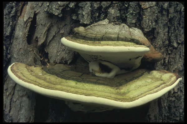 208066 Ganoderma Applanatum (Artist's Conk) A4 Photo Print