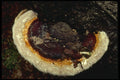 208067 Heterobasidion Annosum A4 Photo Print