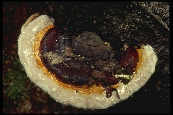 208067 Heterobasidion Annosum A4 Photo Print