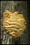 208068 Steccherinum Septentrionale A4 Photo Print